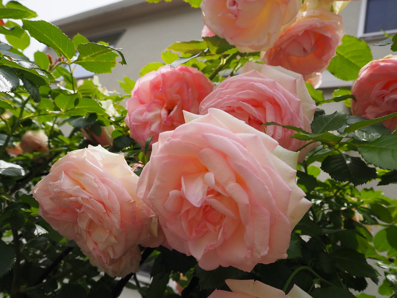 5̔R`qЂX7